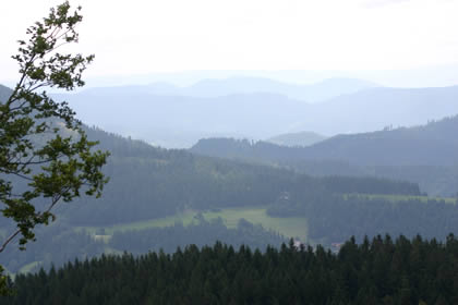 Pf&auml;lzer Wald