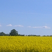 rapsbluete
