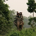 Elephant im Süden Nepals