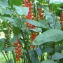 heliconien
