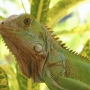 leguan